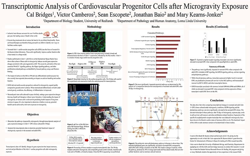 SSR 2020 Transcriptomic Analysis of Cardiovascular Progenitor Cells after Microgravity Exposure.jpg