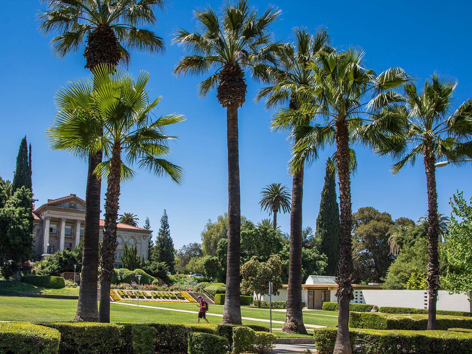 a group of palm trees in a park