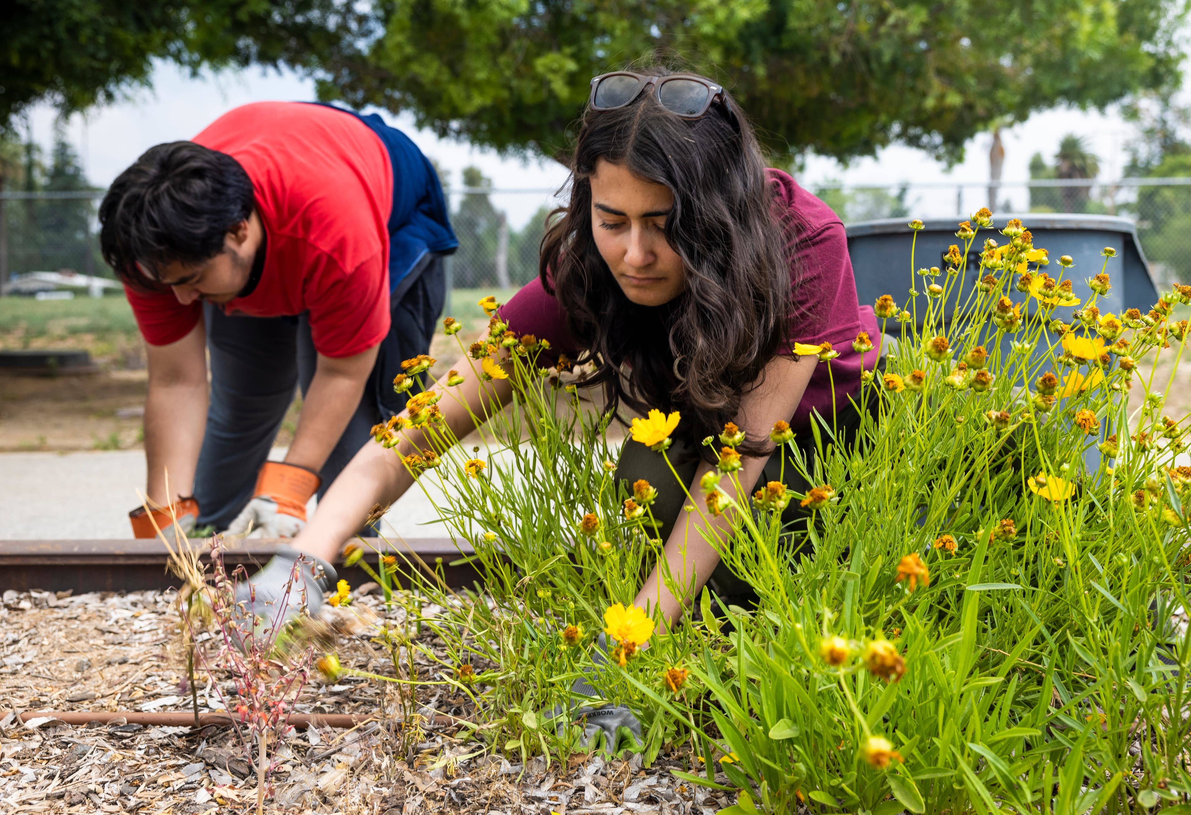 a person and person working in a garden