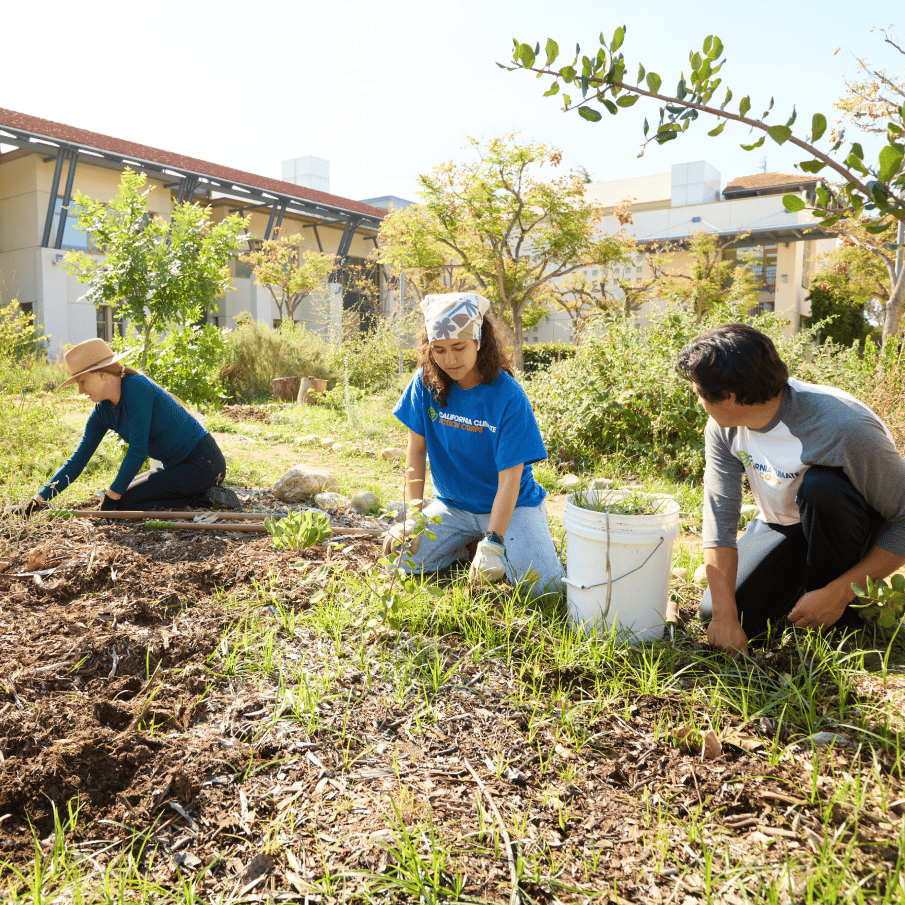 a group of people working in a garden