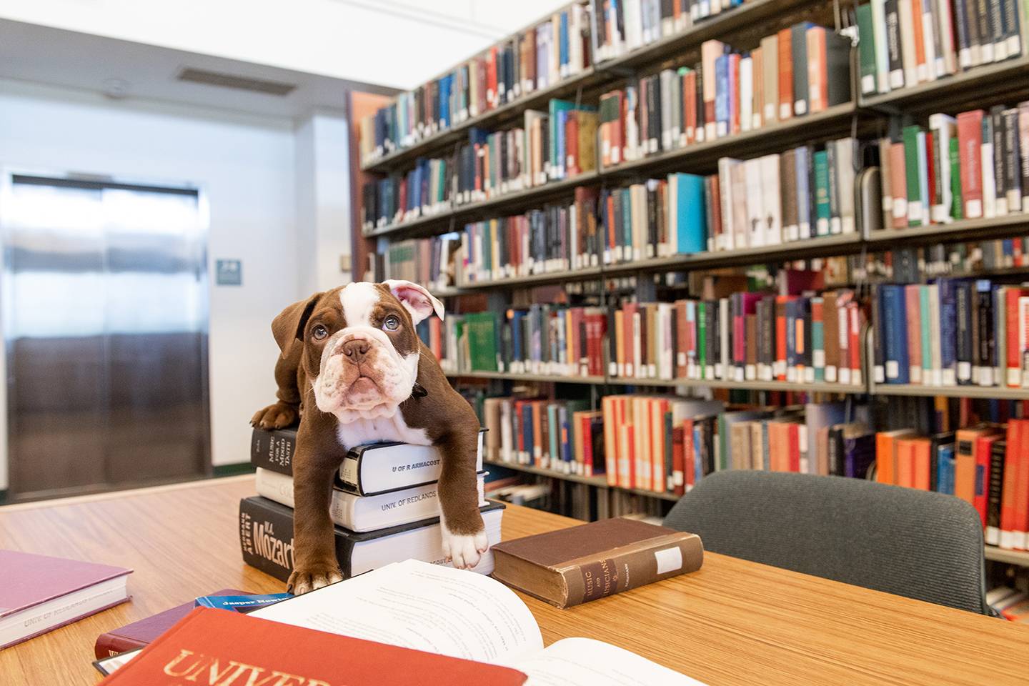 a dog sitting on top of a stack of books