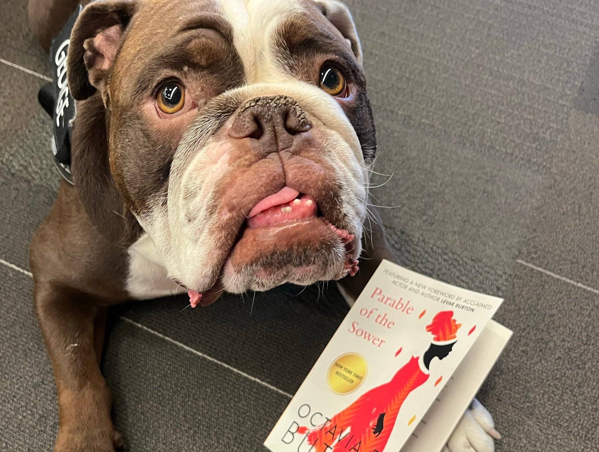 a dog with a book