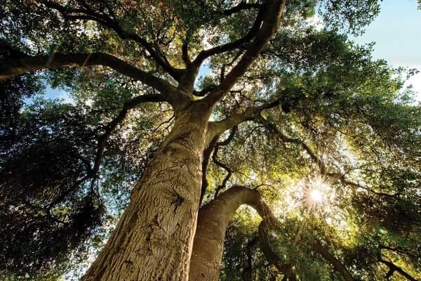 looking up view of a tree with the sun shining through it