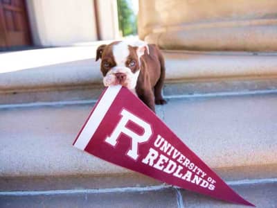 a dog holding a pennant