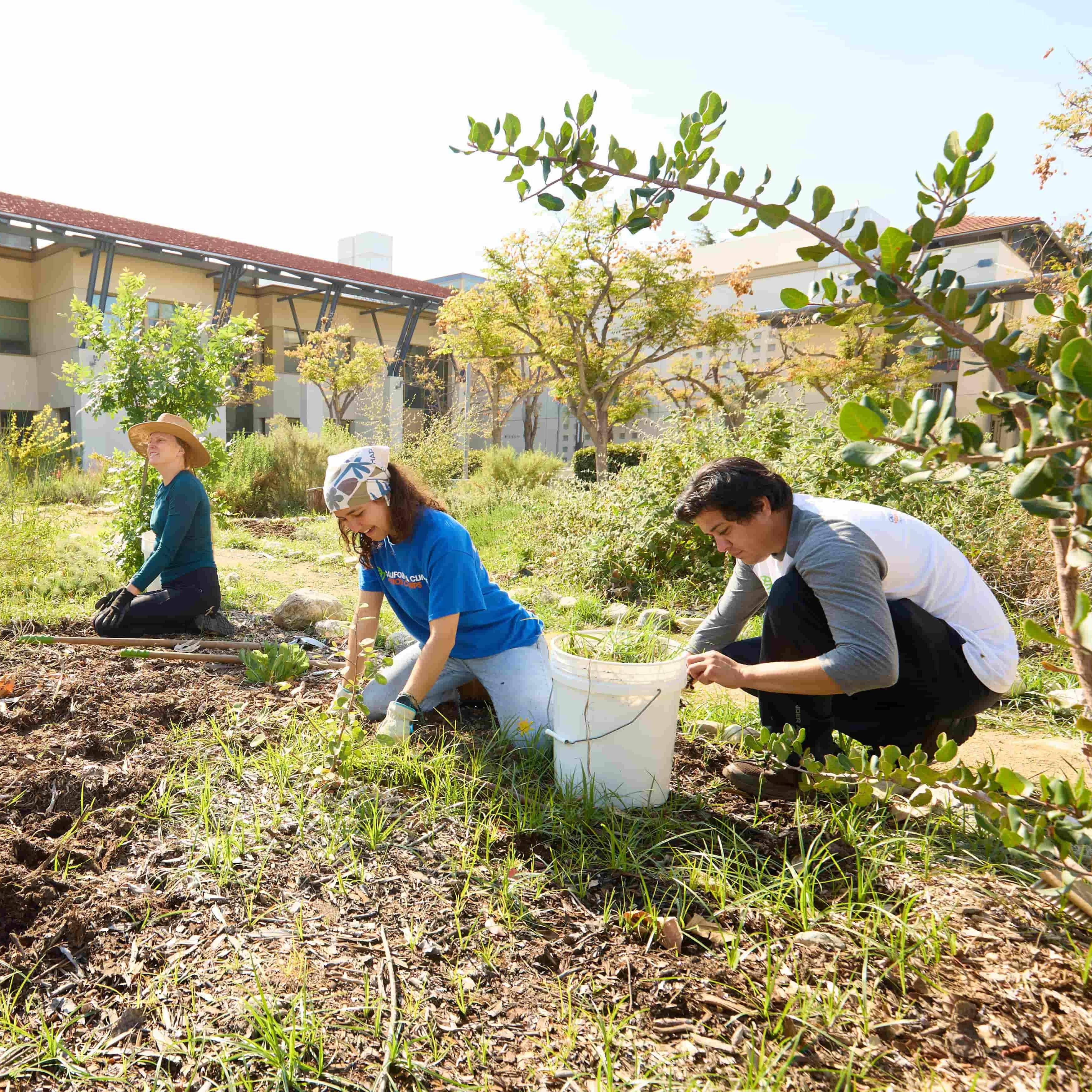 a group of people planting plants in a garden