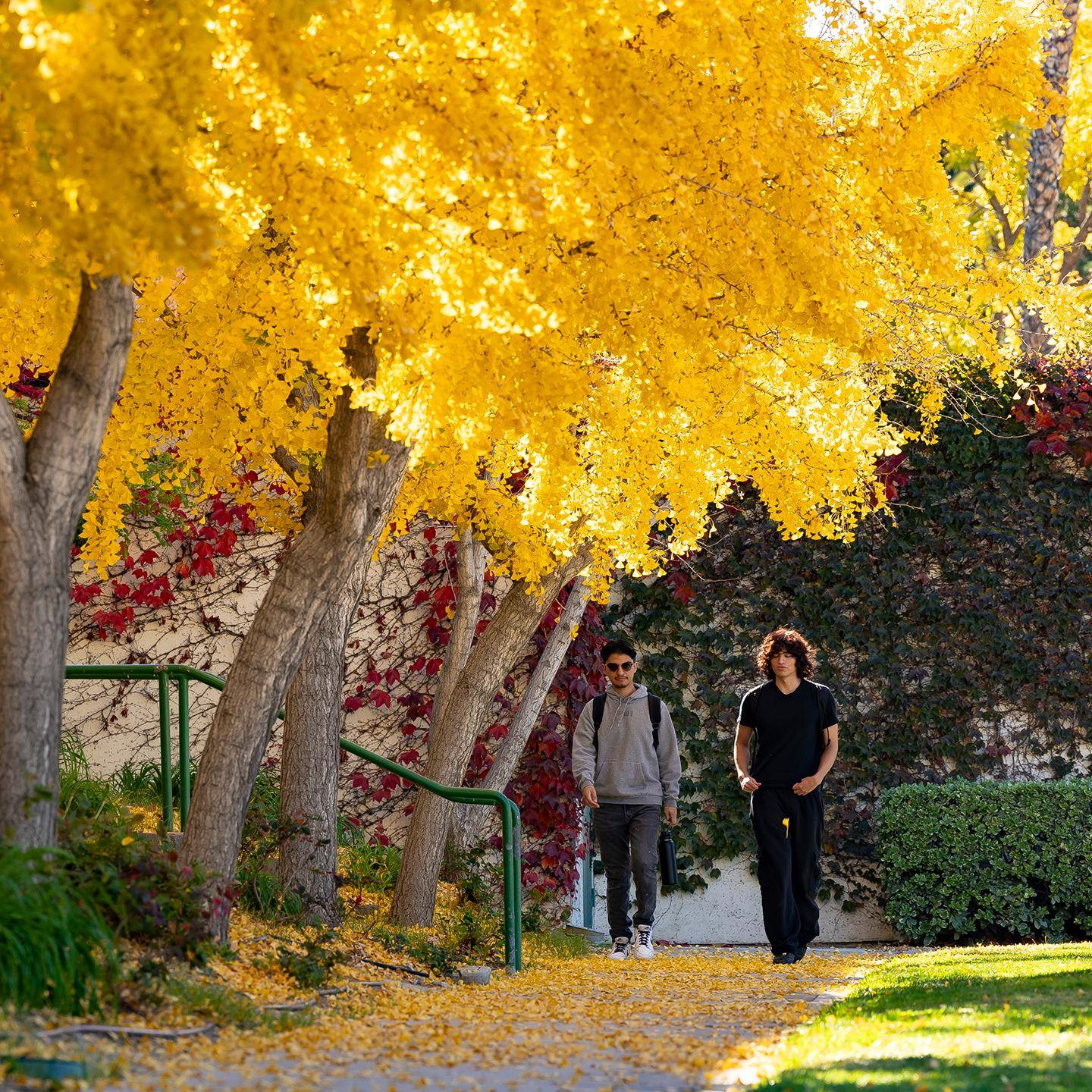 two men walking on a path under yellow leaves