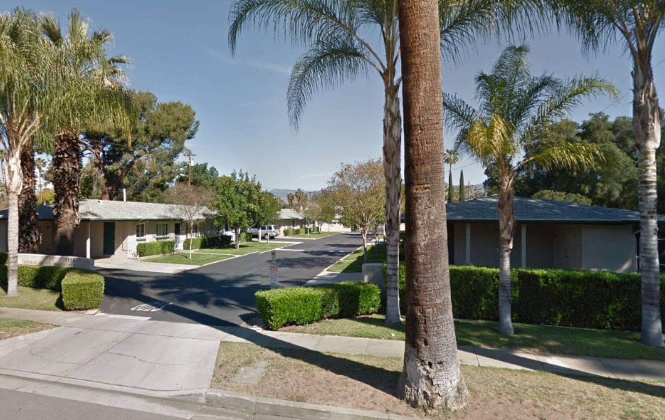 a palm trees in a neighborhood