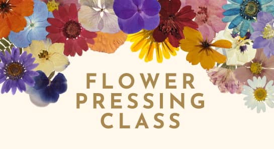 a group of colorful flowers