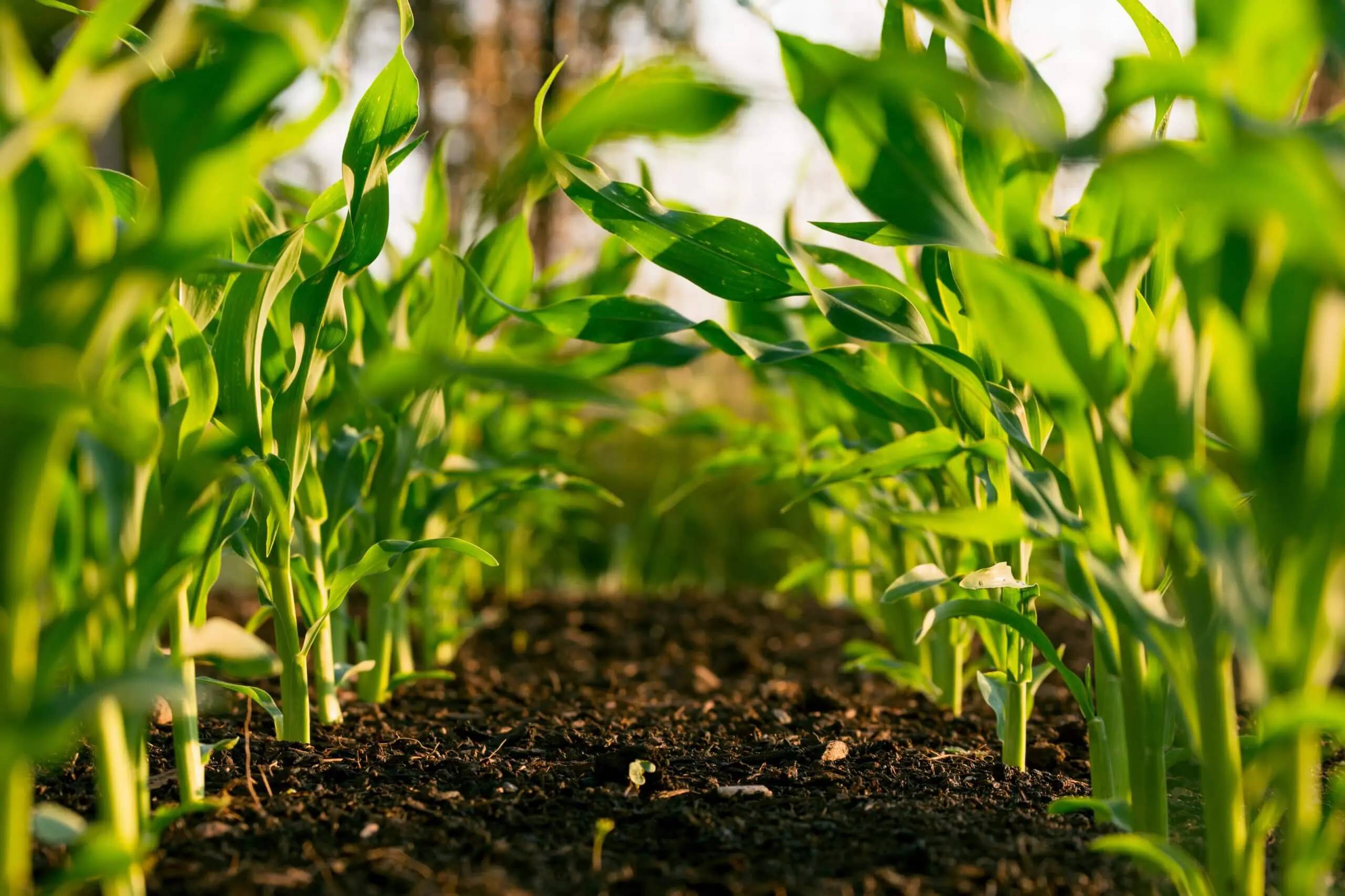 a close up of plants