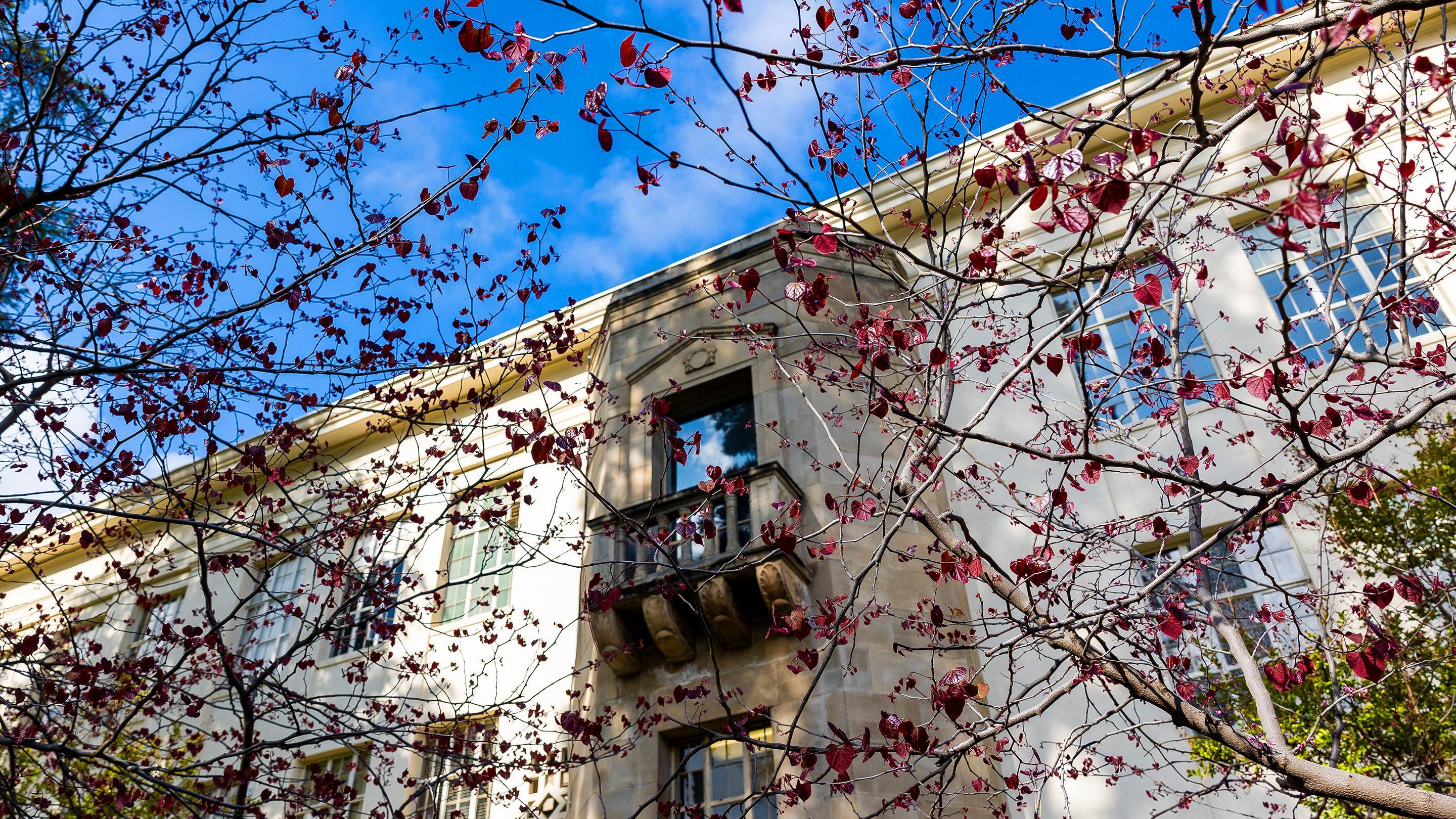 a tree with red leaves on it