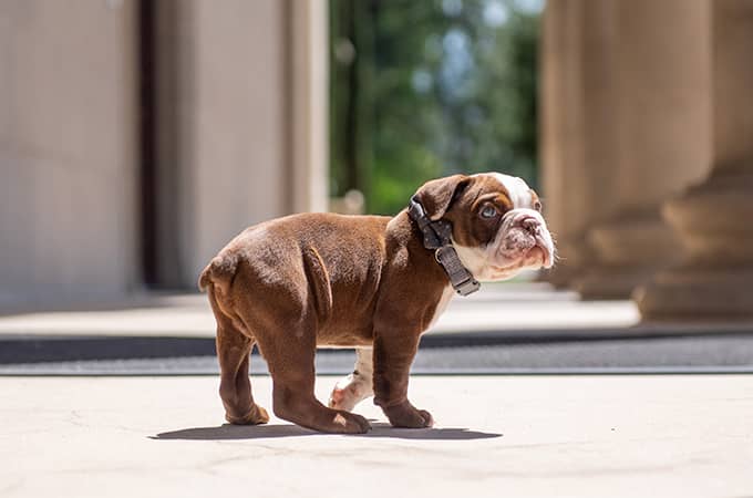 a brown and white puppy standing on a concrete surface