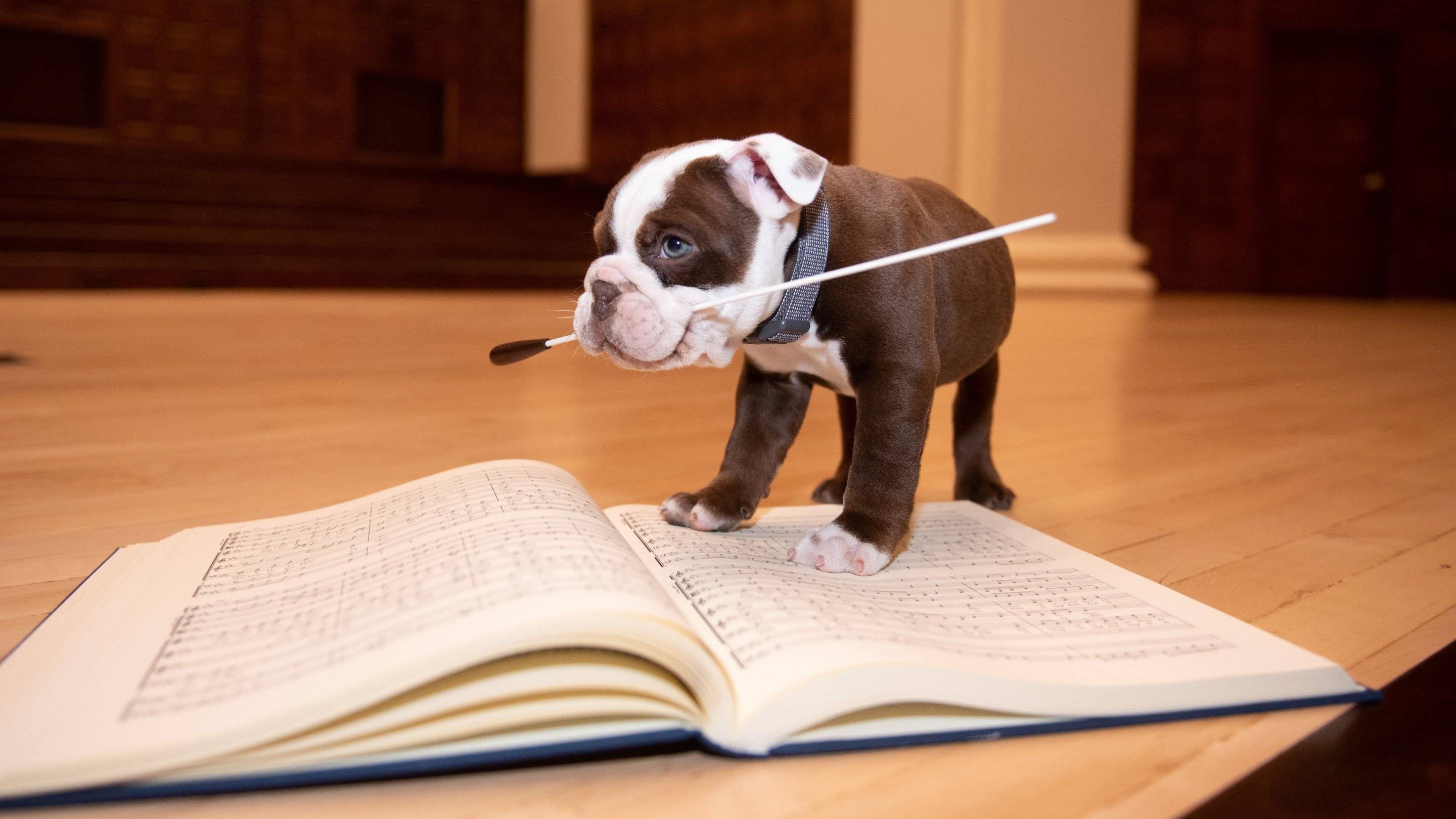 a puppy standing on a book