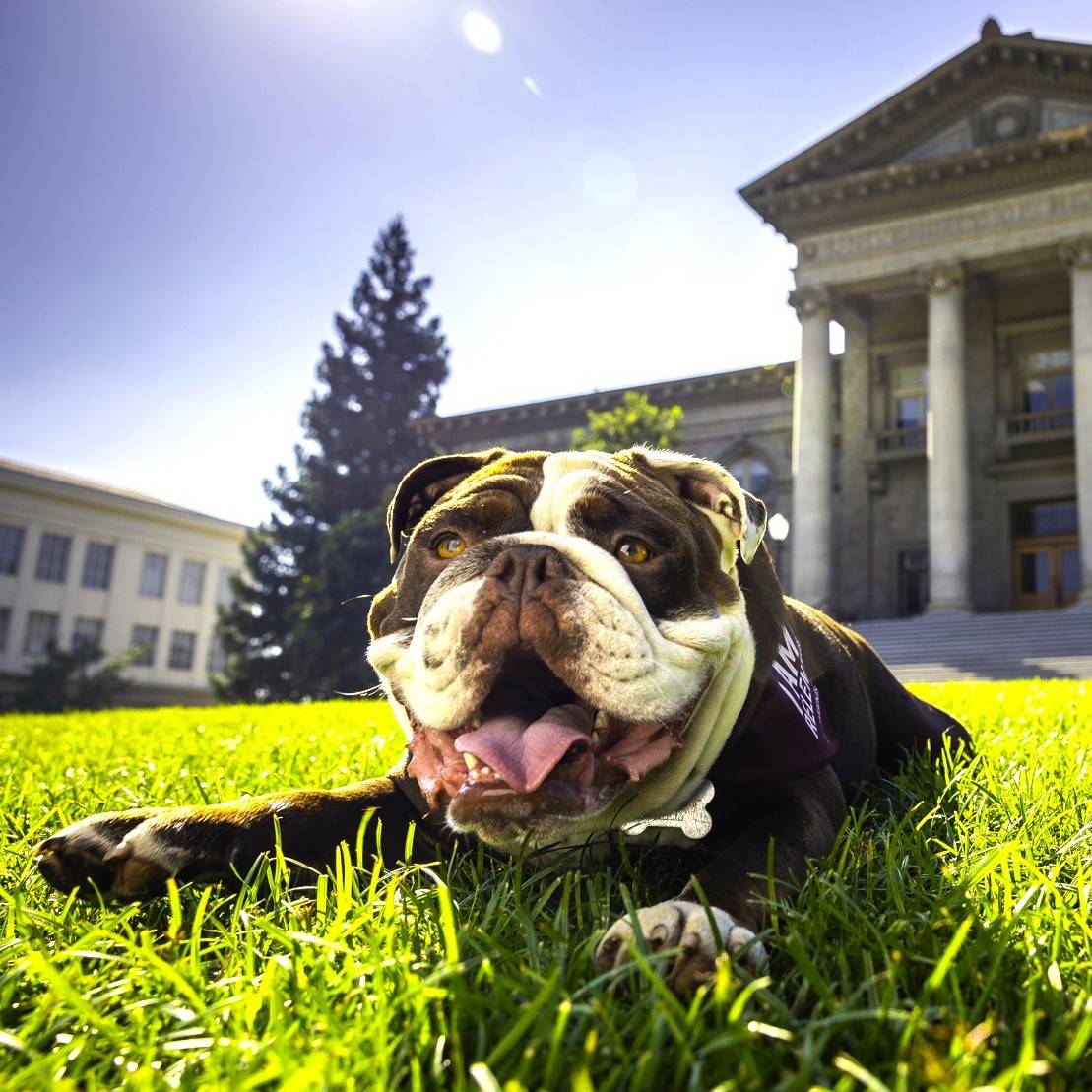 a dog lying in the grass