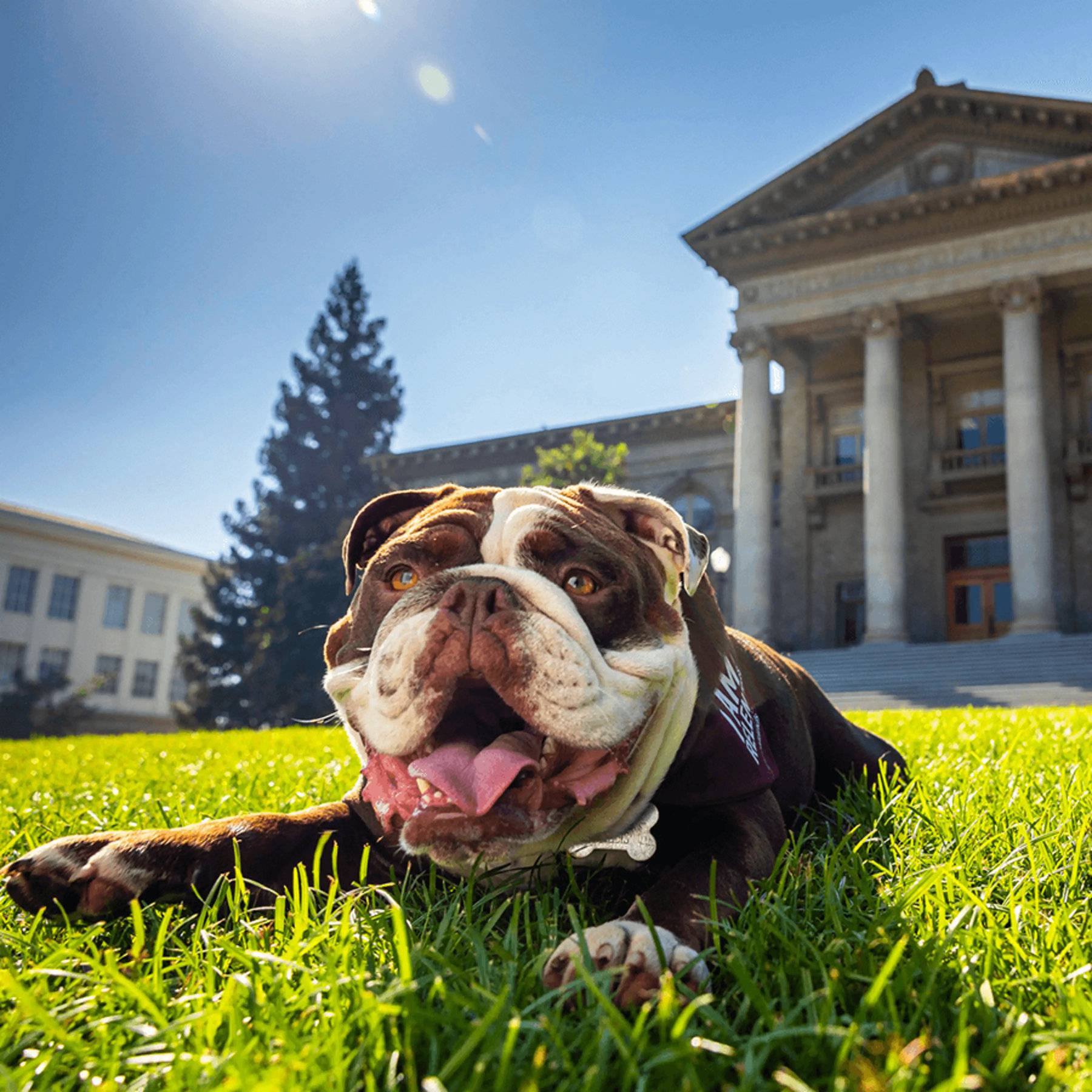 a dog lying in the grass in front of a building