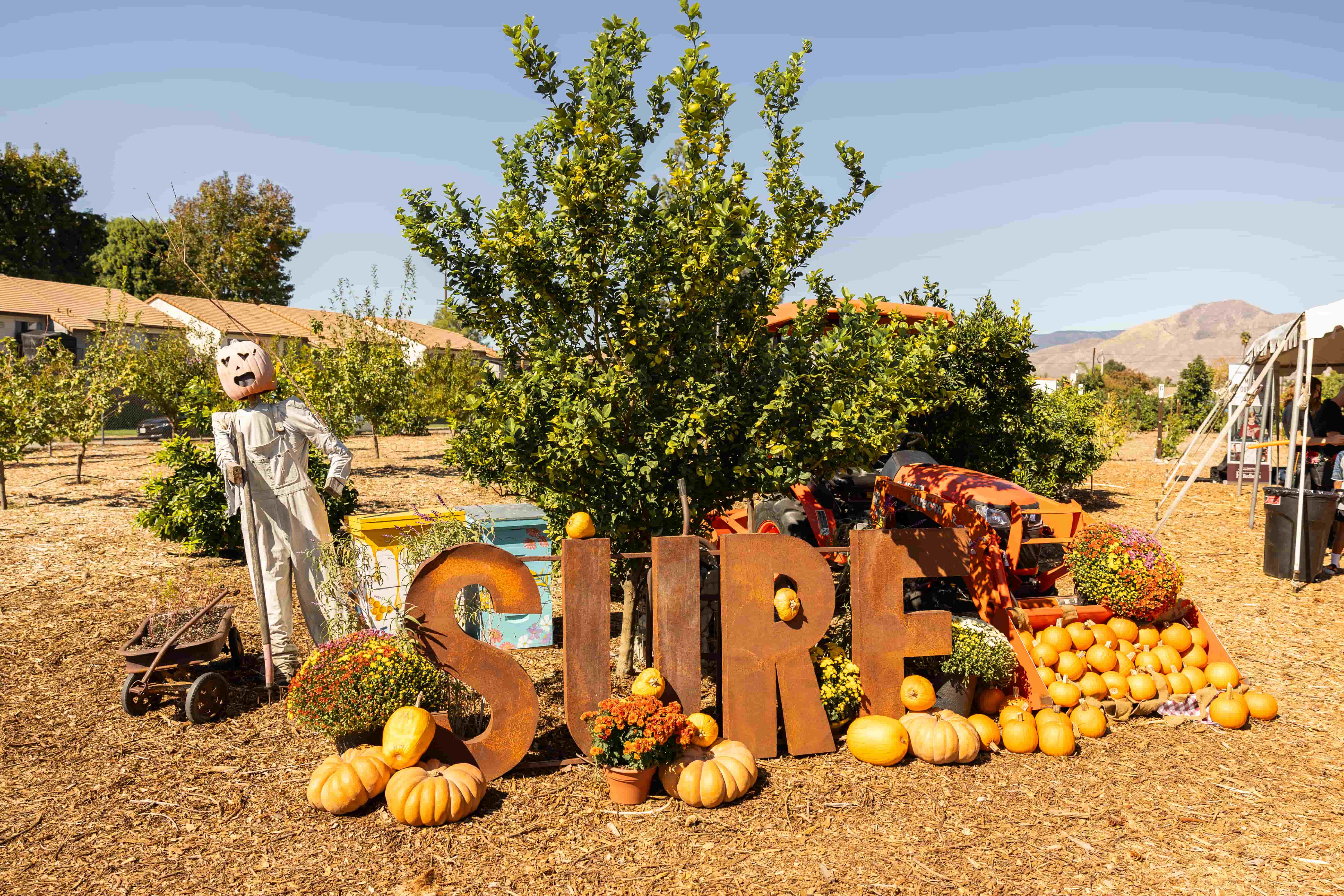 a pumpkins and a scarecrow in a field