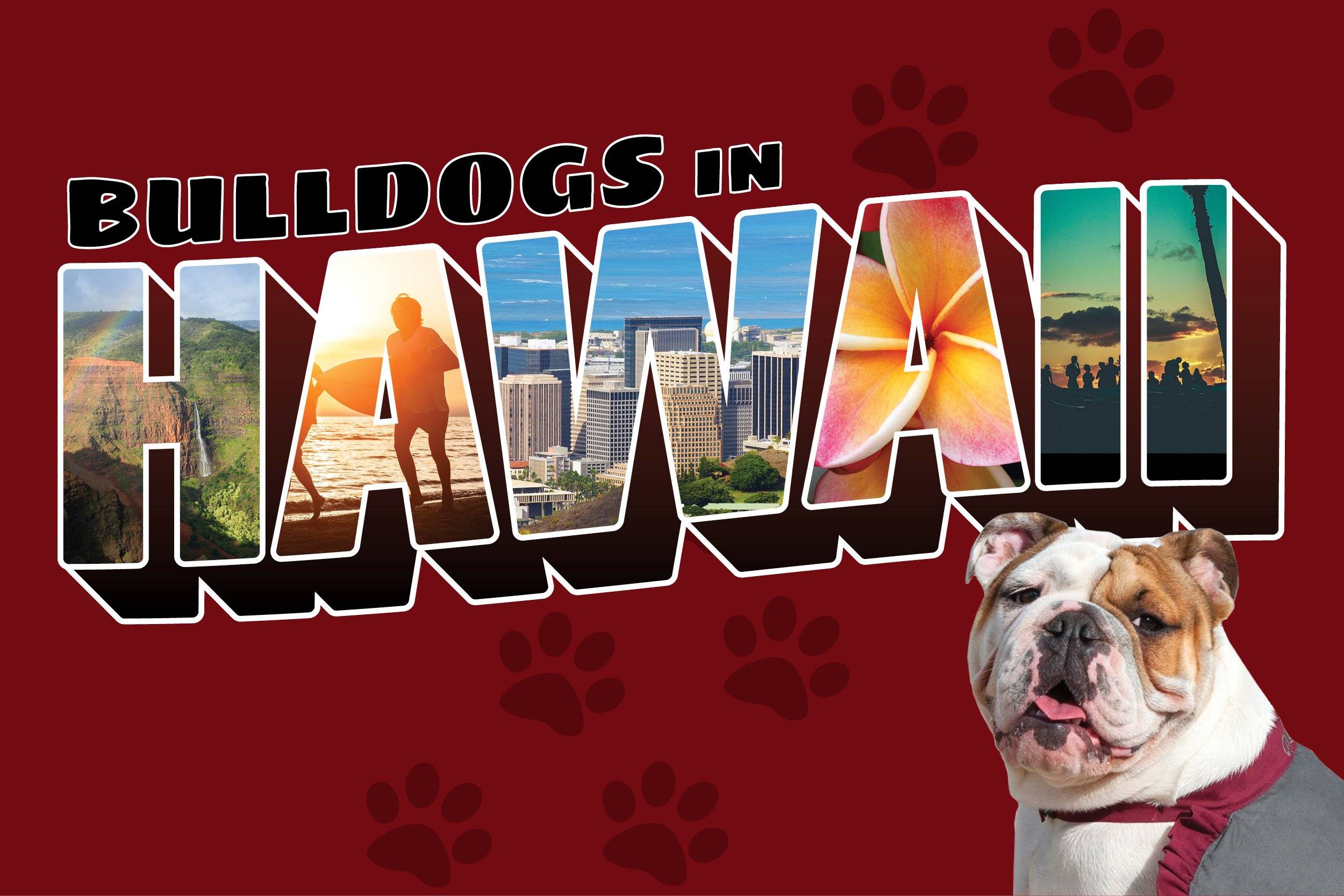 a dog standing in front of a red background