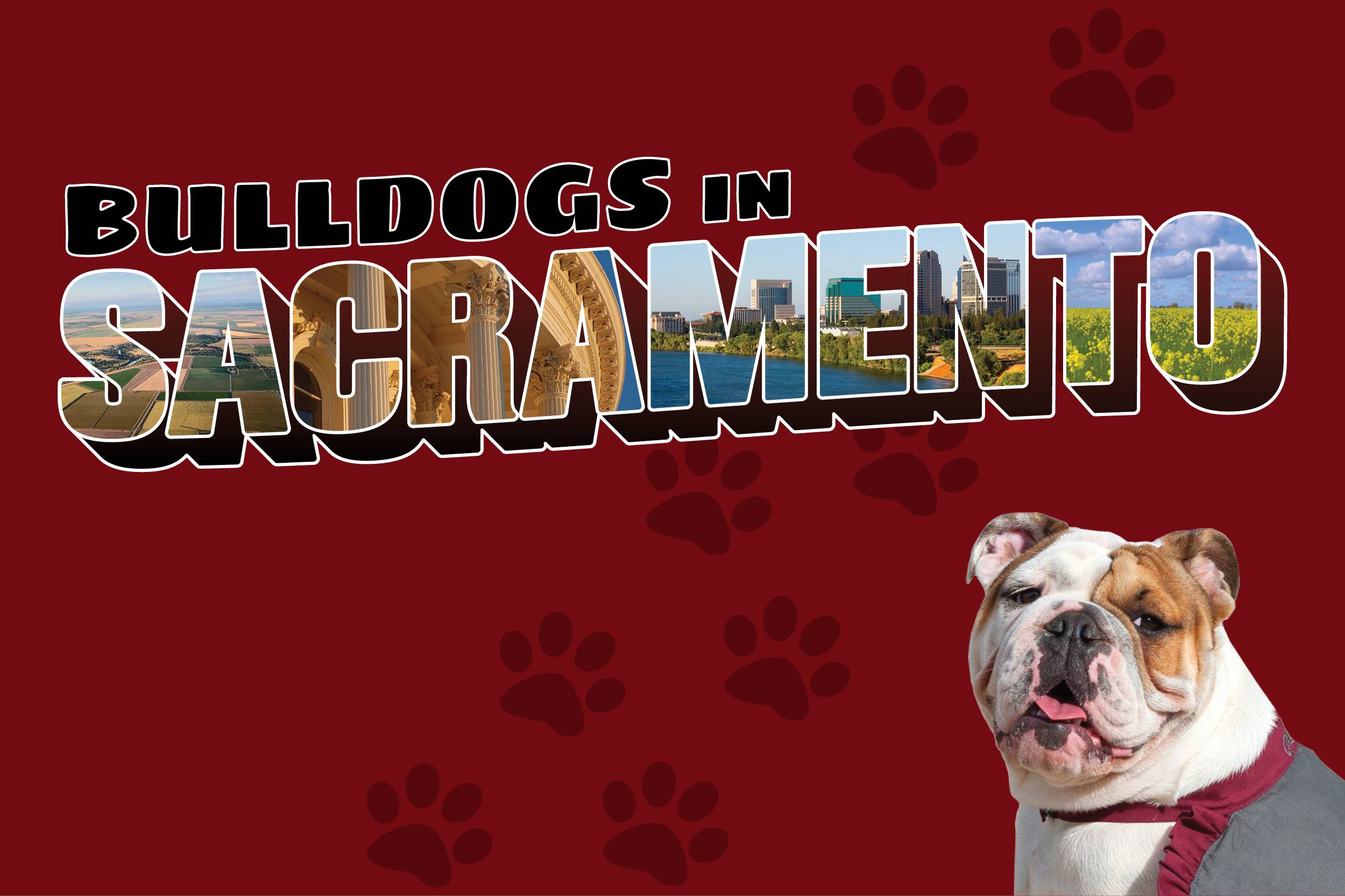 a dog looking up at the camera