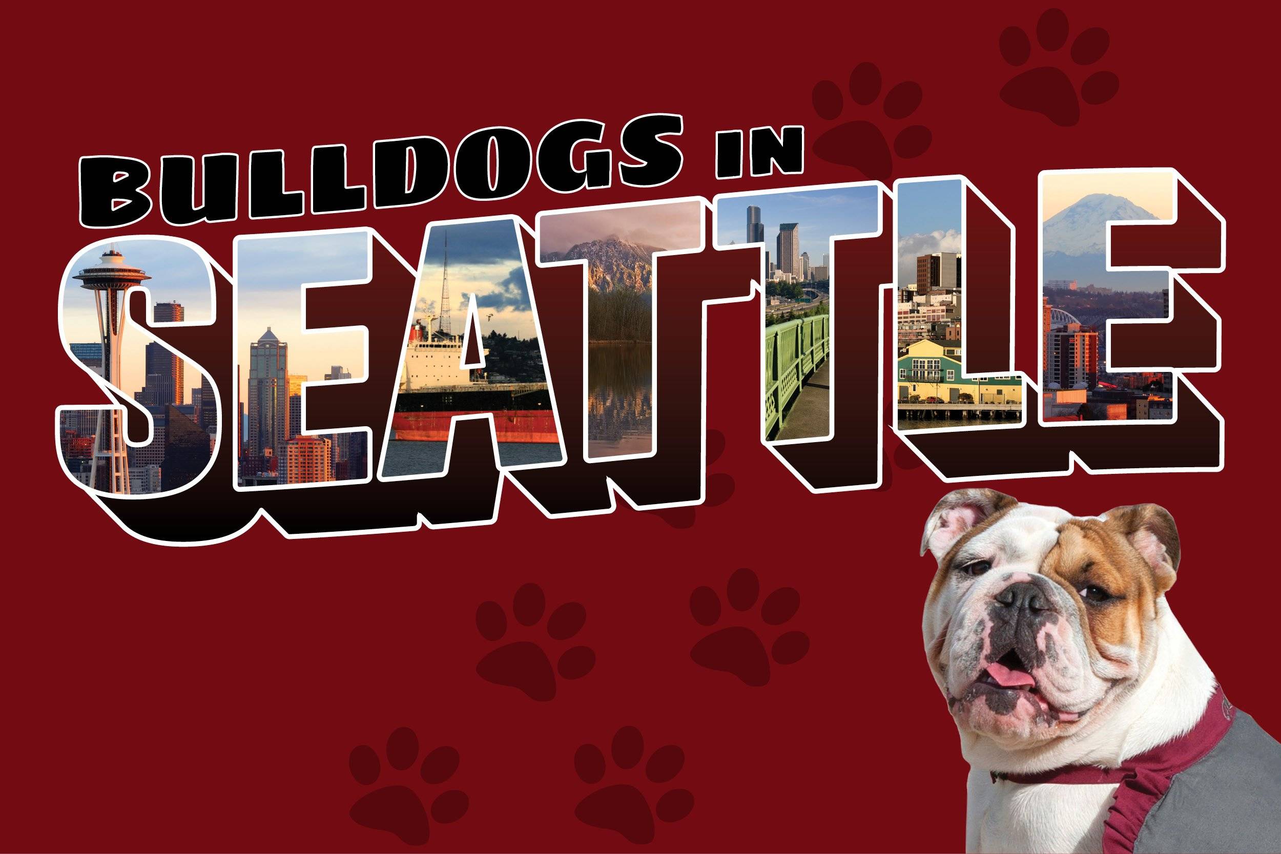 a dog standing in front of a red background