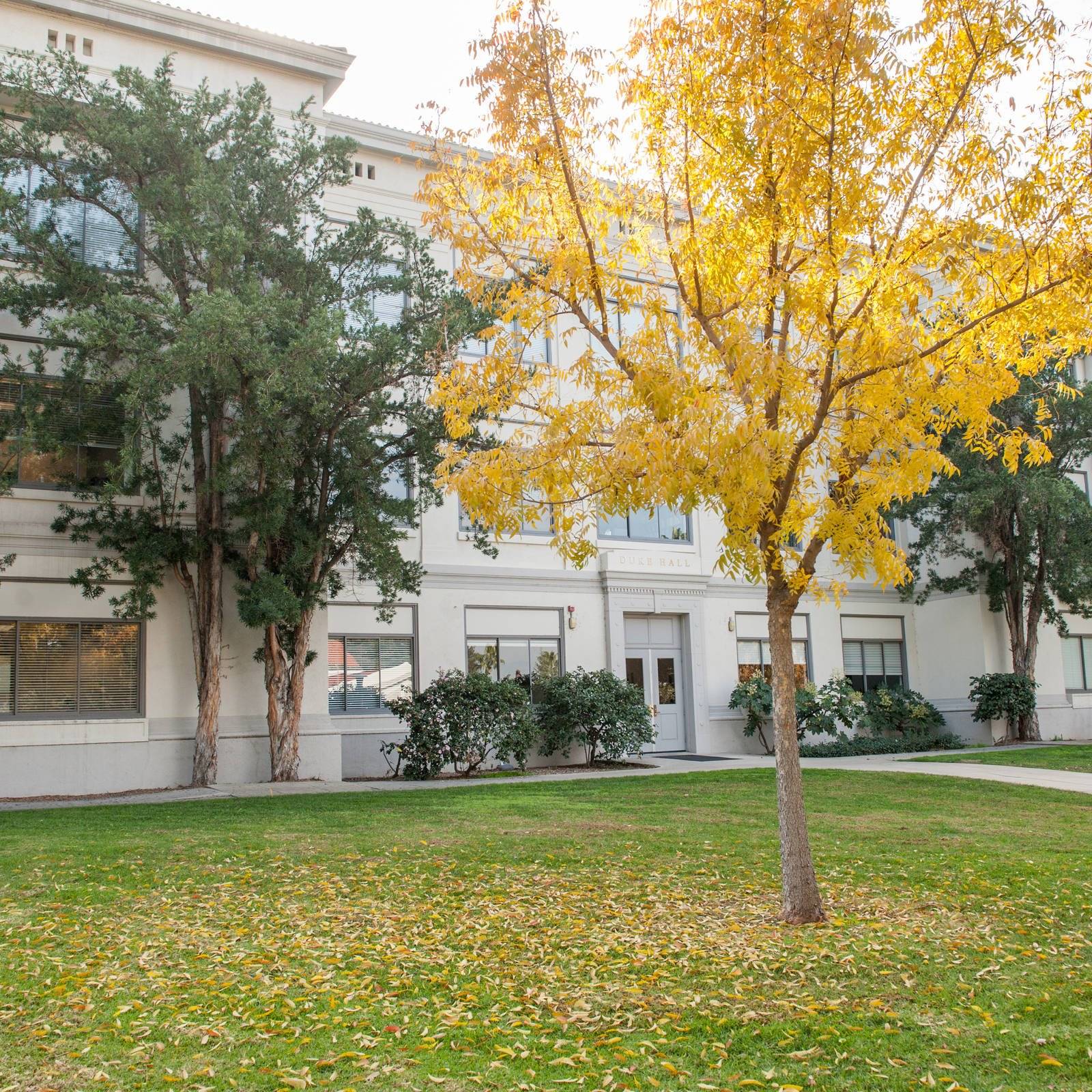 a tree in front of a building