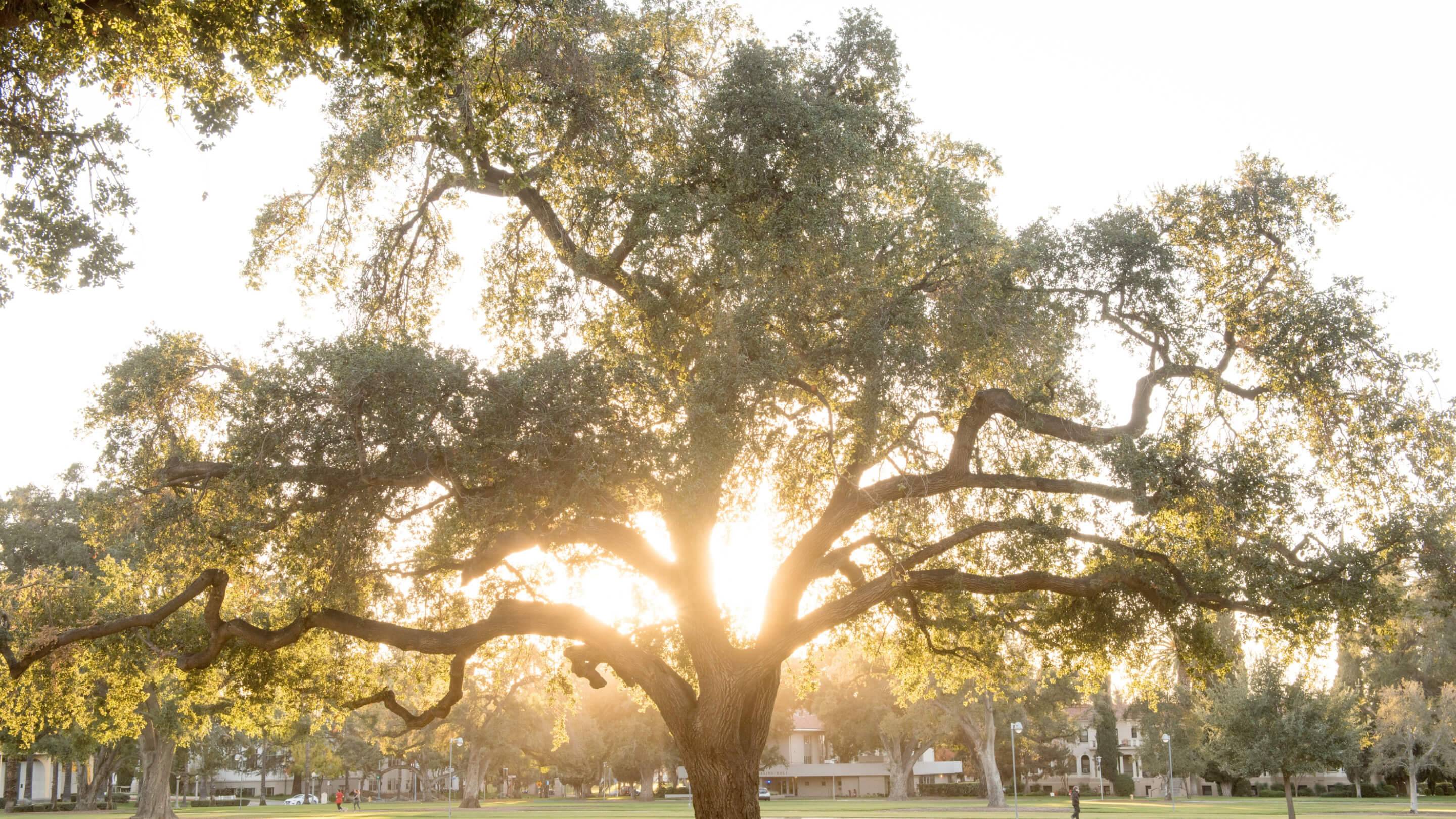 a large tree with a group of people in the background