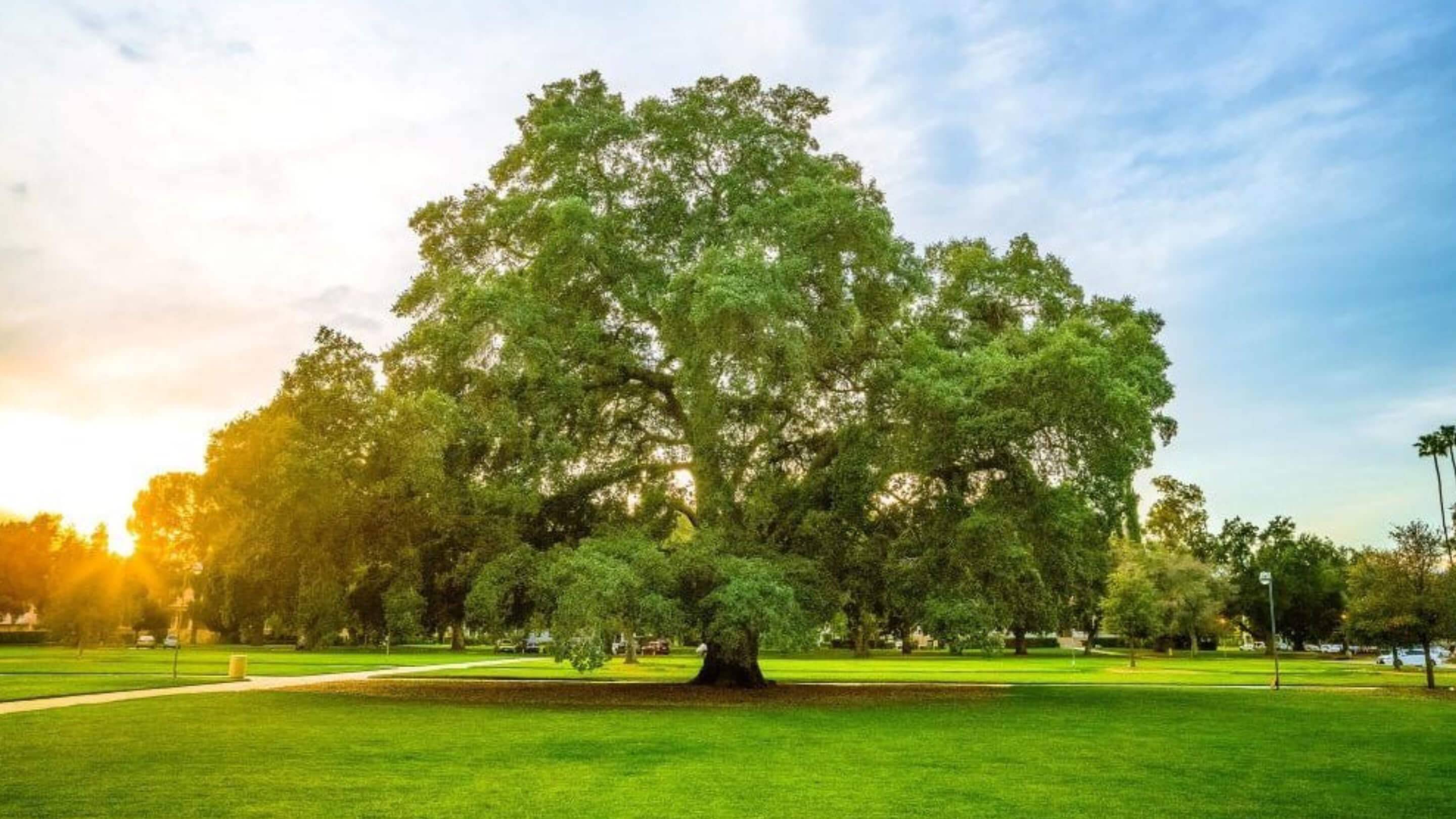 a large tree in a park
