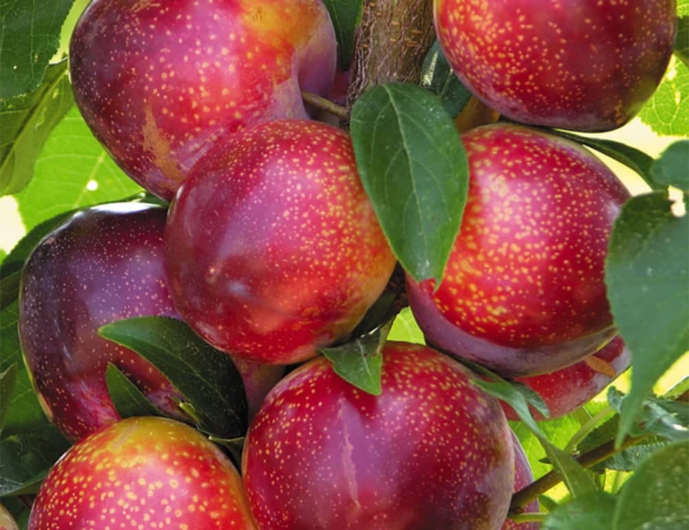 a group of red apples on a tree