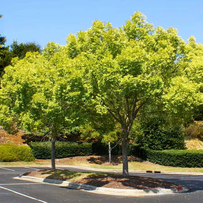 a tree in a parking lot