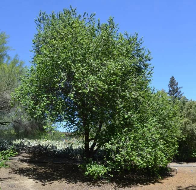 a tree in a park
