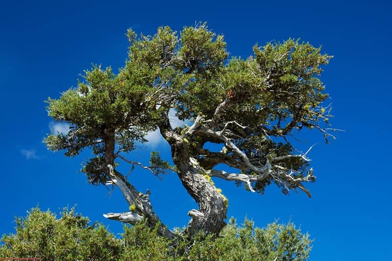 a tree with branches and leaves