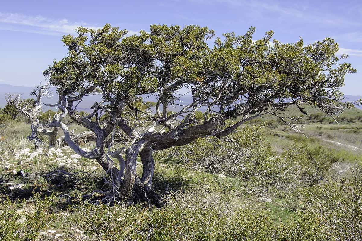 a tree in a field