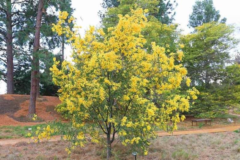 a tree with yellow flowers