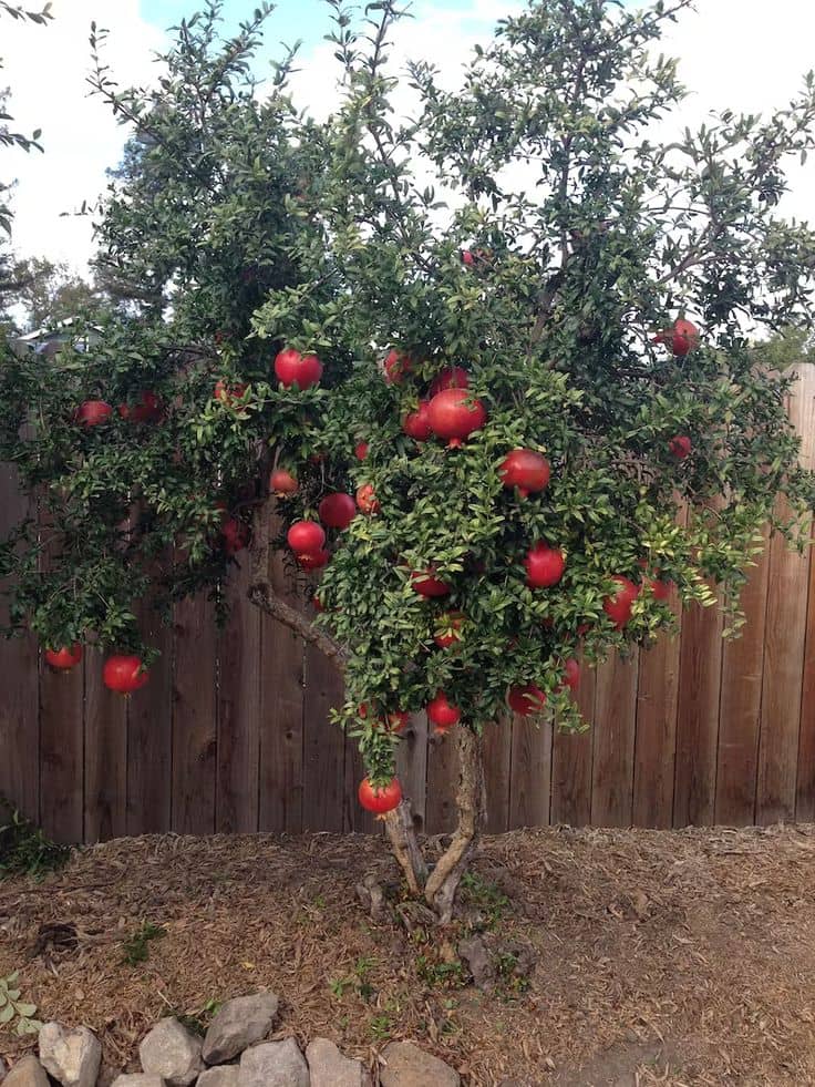 a tree with fruits on it