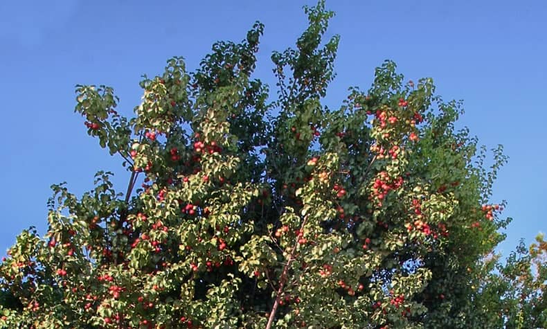 a tree with red fruits on it