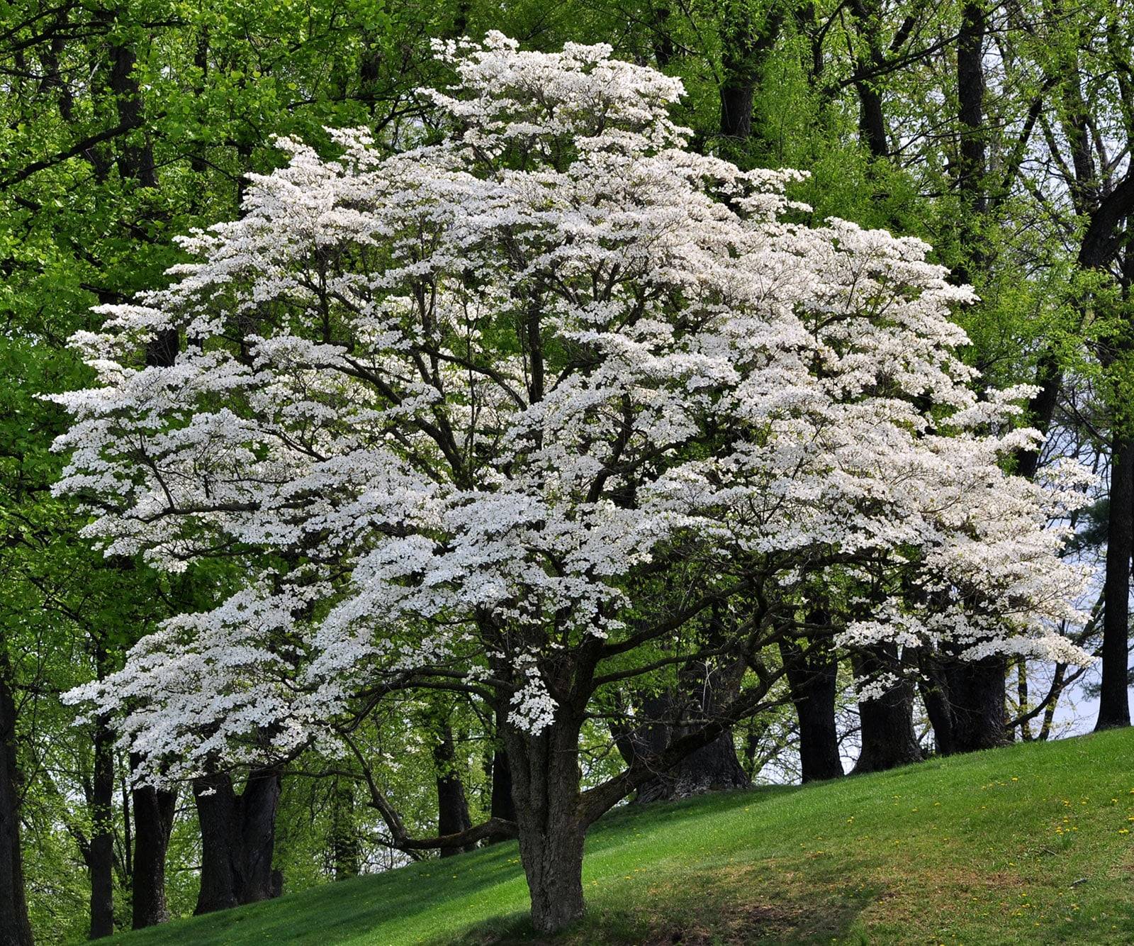 a tree with white flowers on it