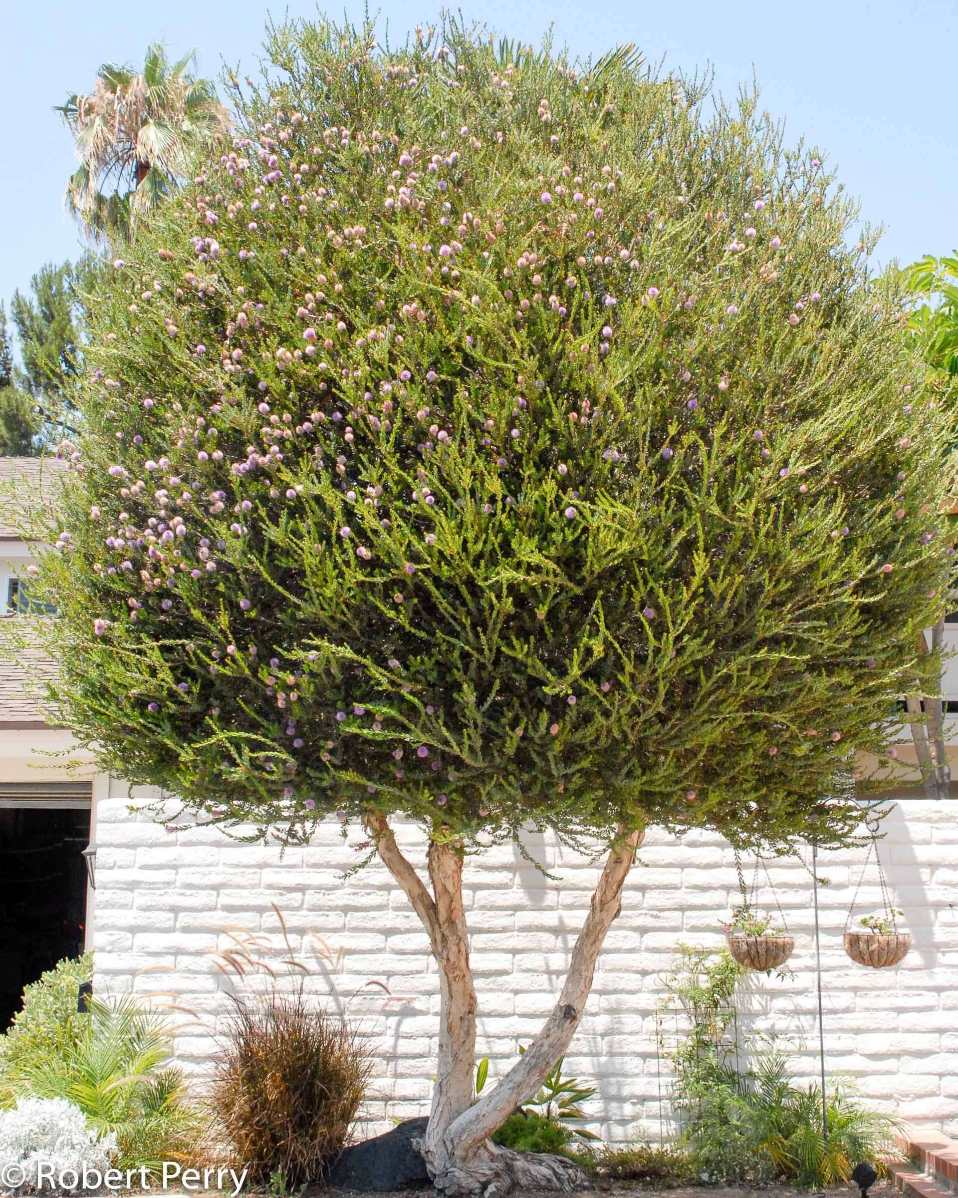 a tree with purple flowers in front of a white wall