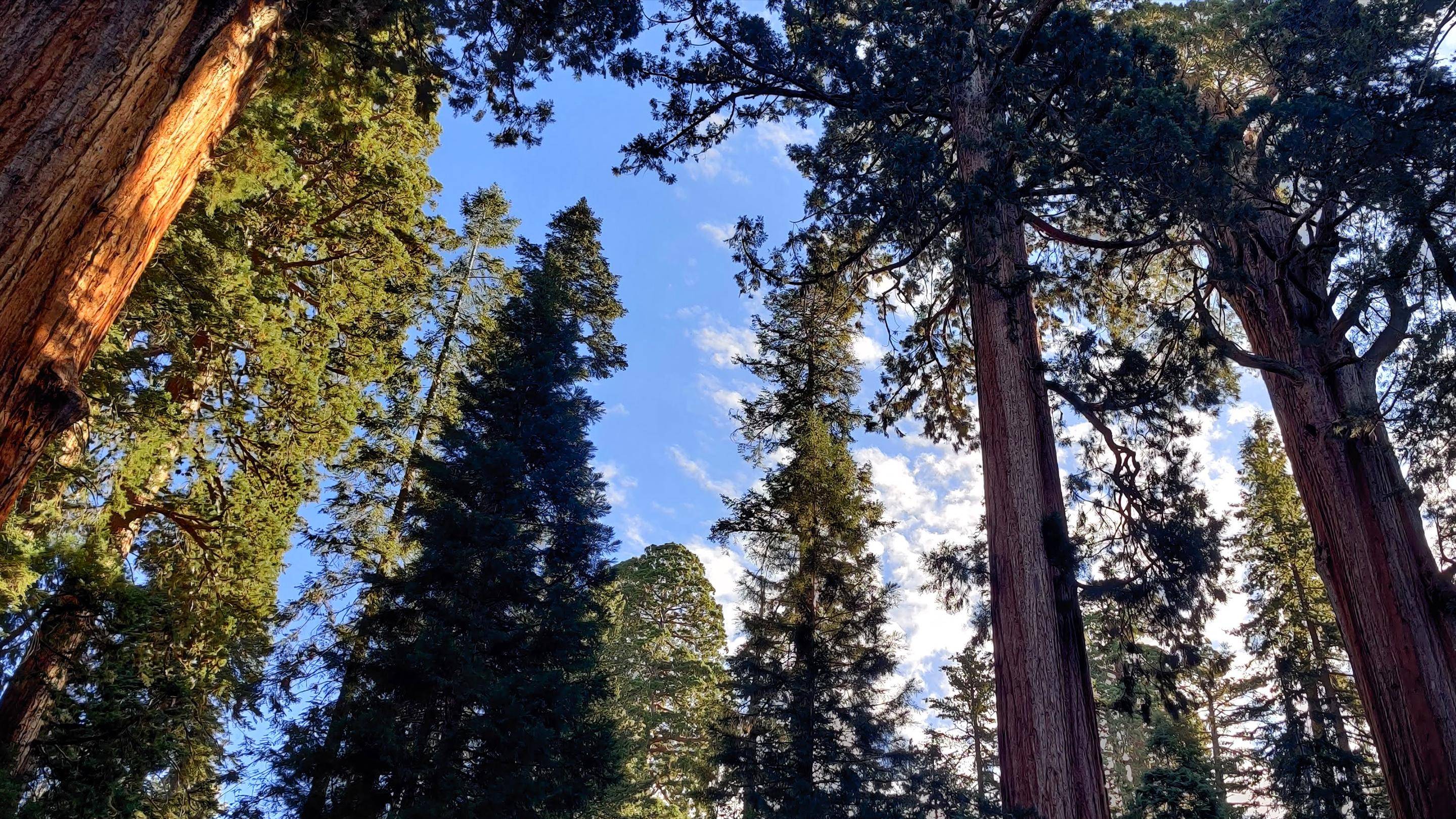 tall trees in the forest