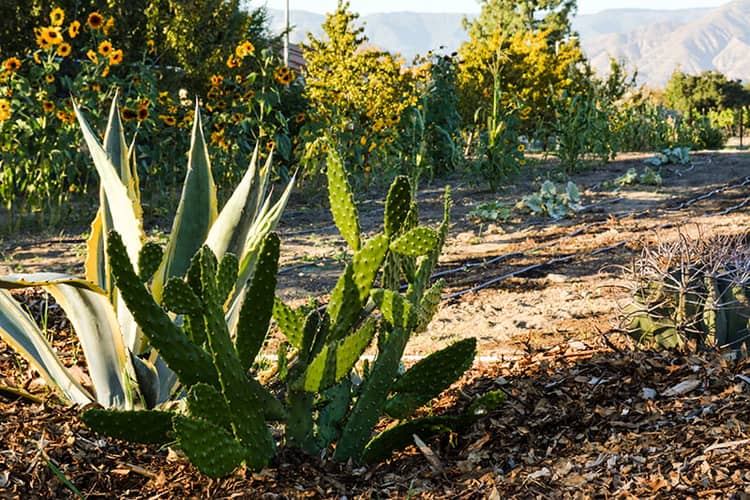 a cactus plants in a field