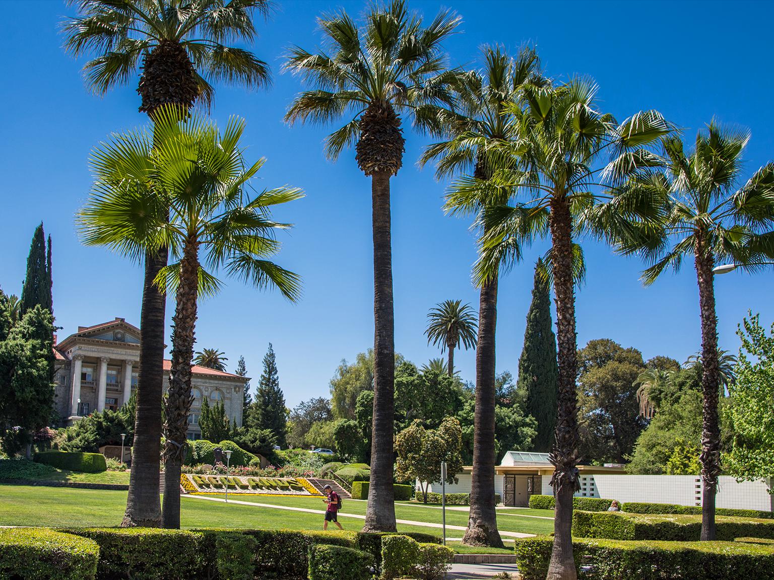 a group of palm trees in a park