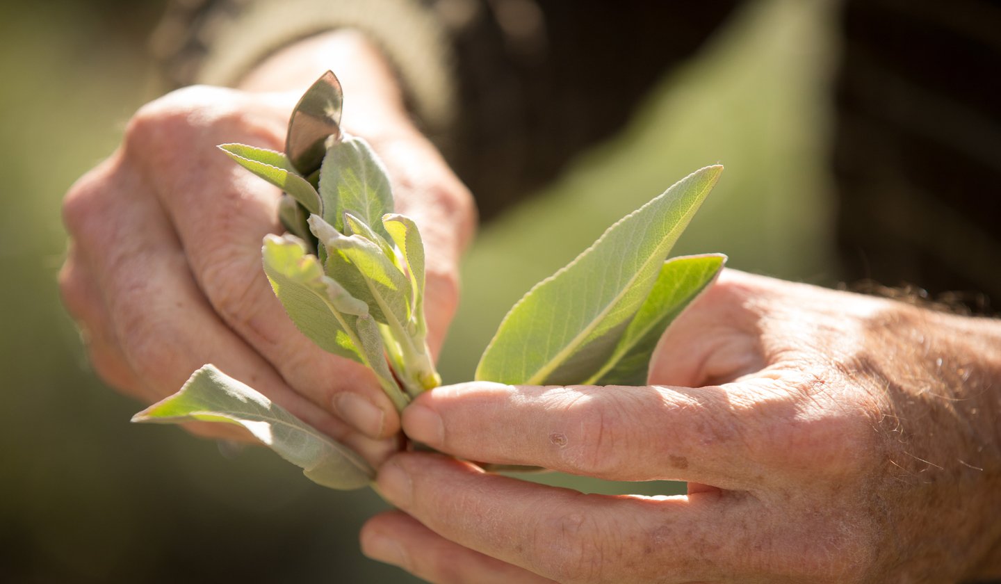a person holding a leaf