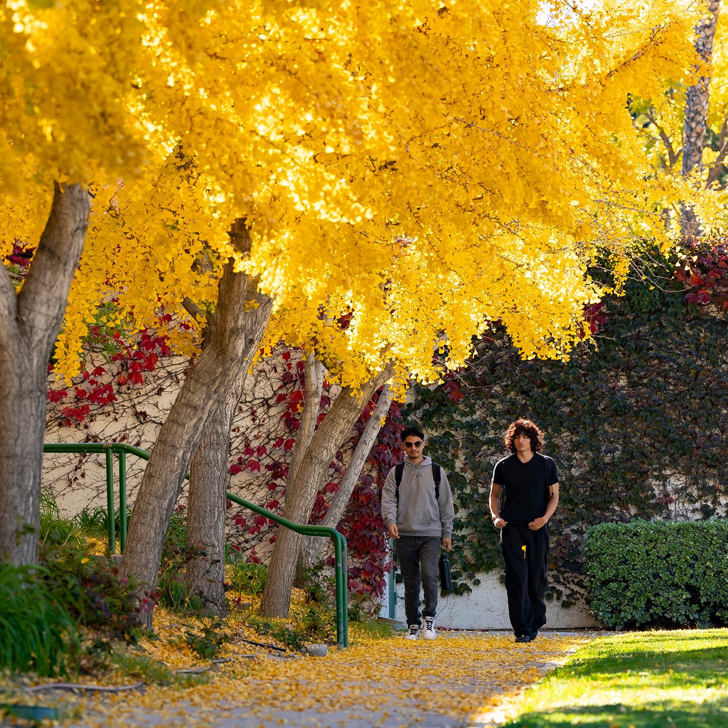 two men walking on a path under yellow leaves