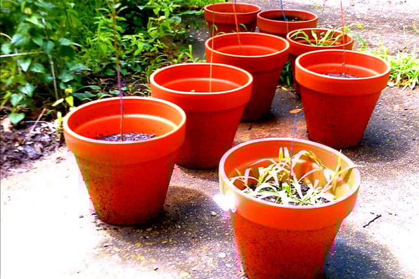 a group of pots with plants in them