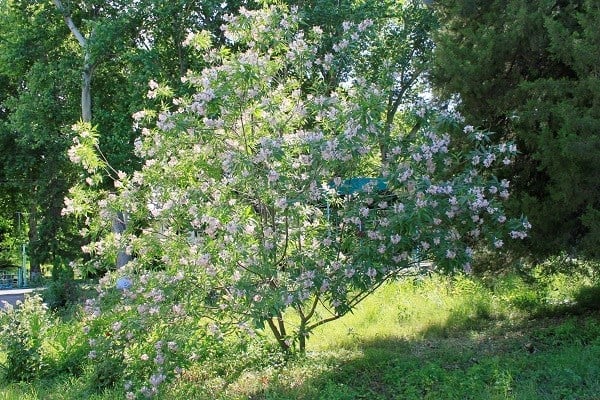 a tree with pink flowers
