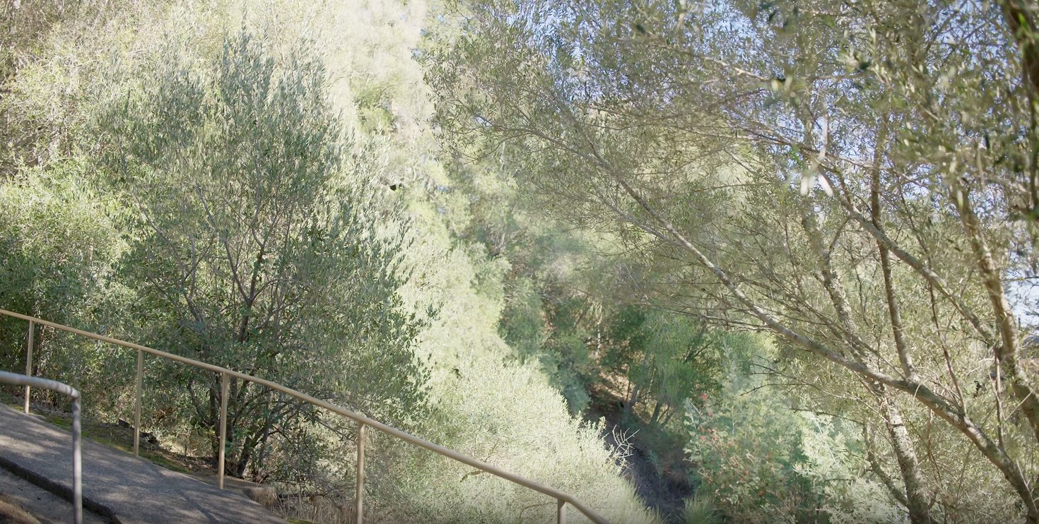 a path with a railing and trees
