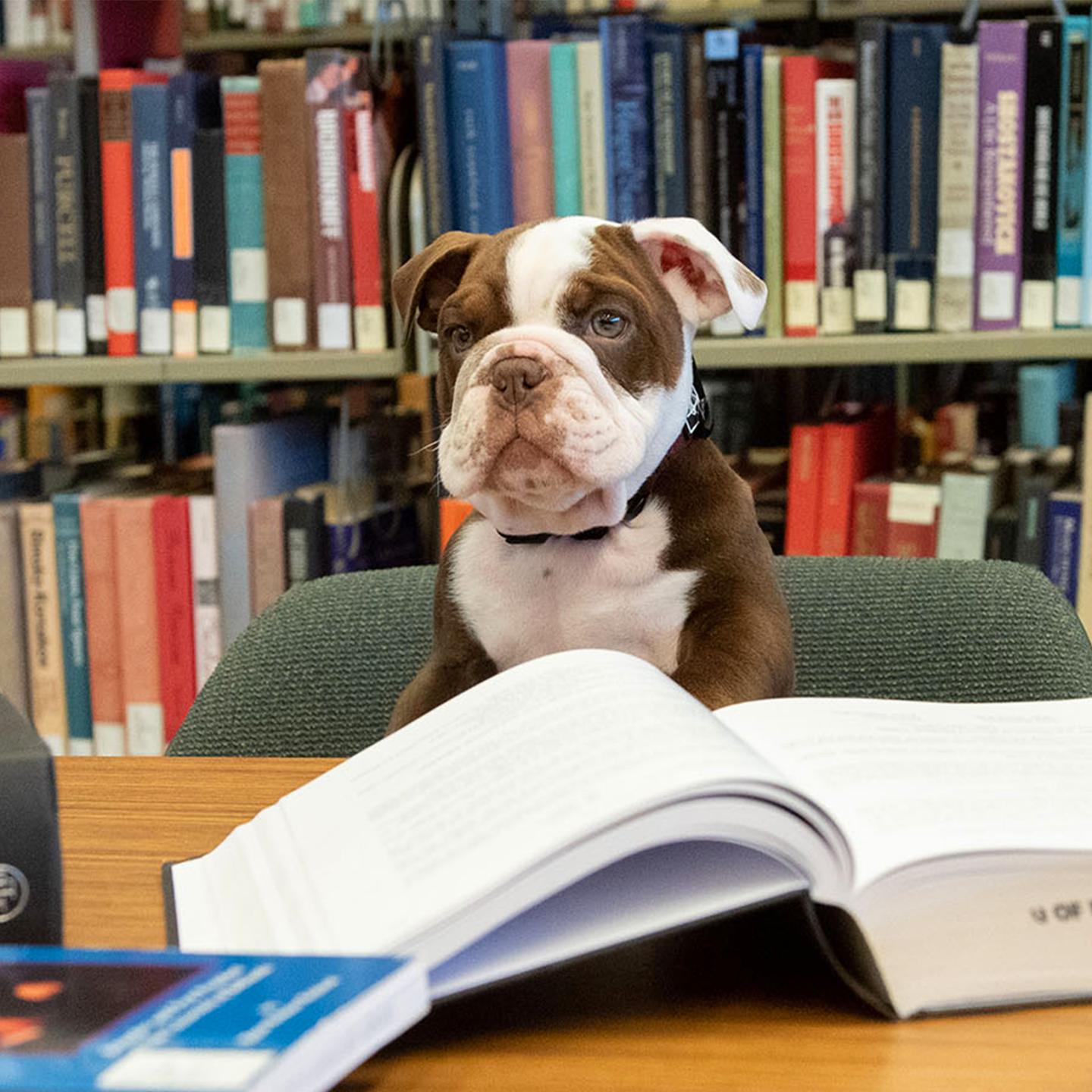 a dog sitting at a table with a book in front of it