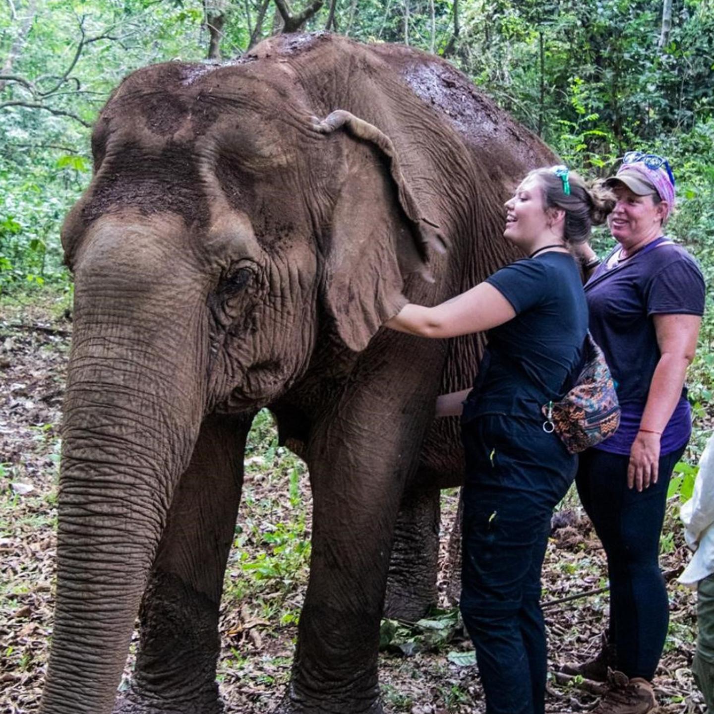 a group of people petting an elephant