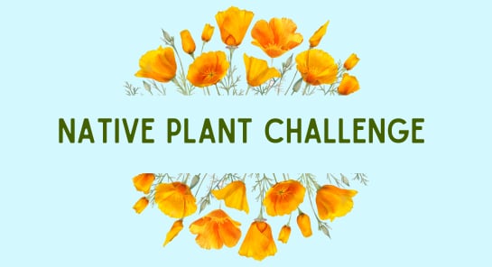 a group of orange flowers