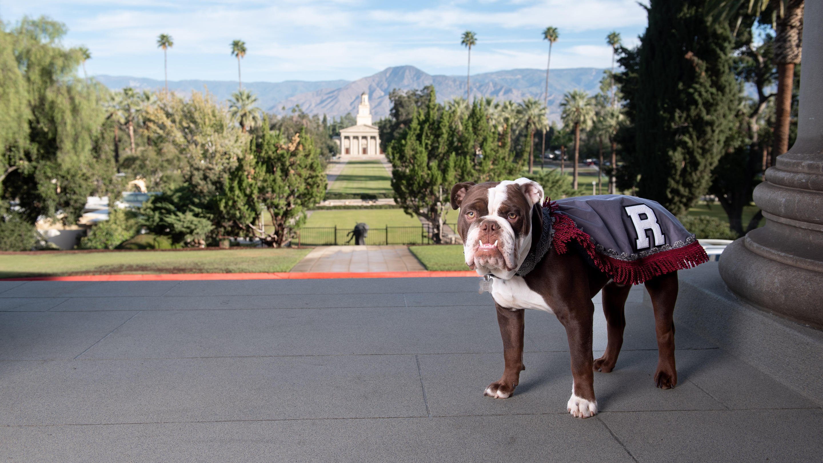 a dog standing on a sidewalk with a blanket on it