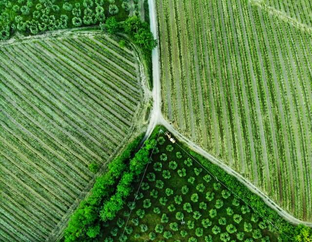 a green field with trees