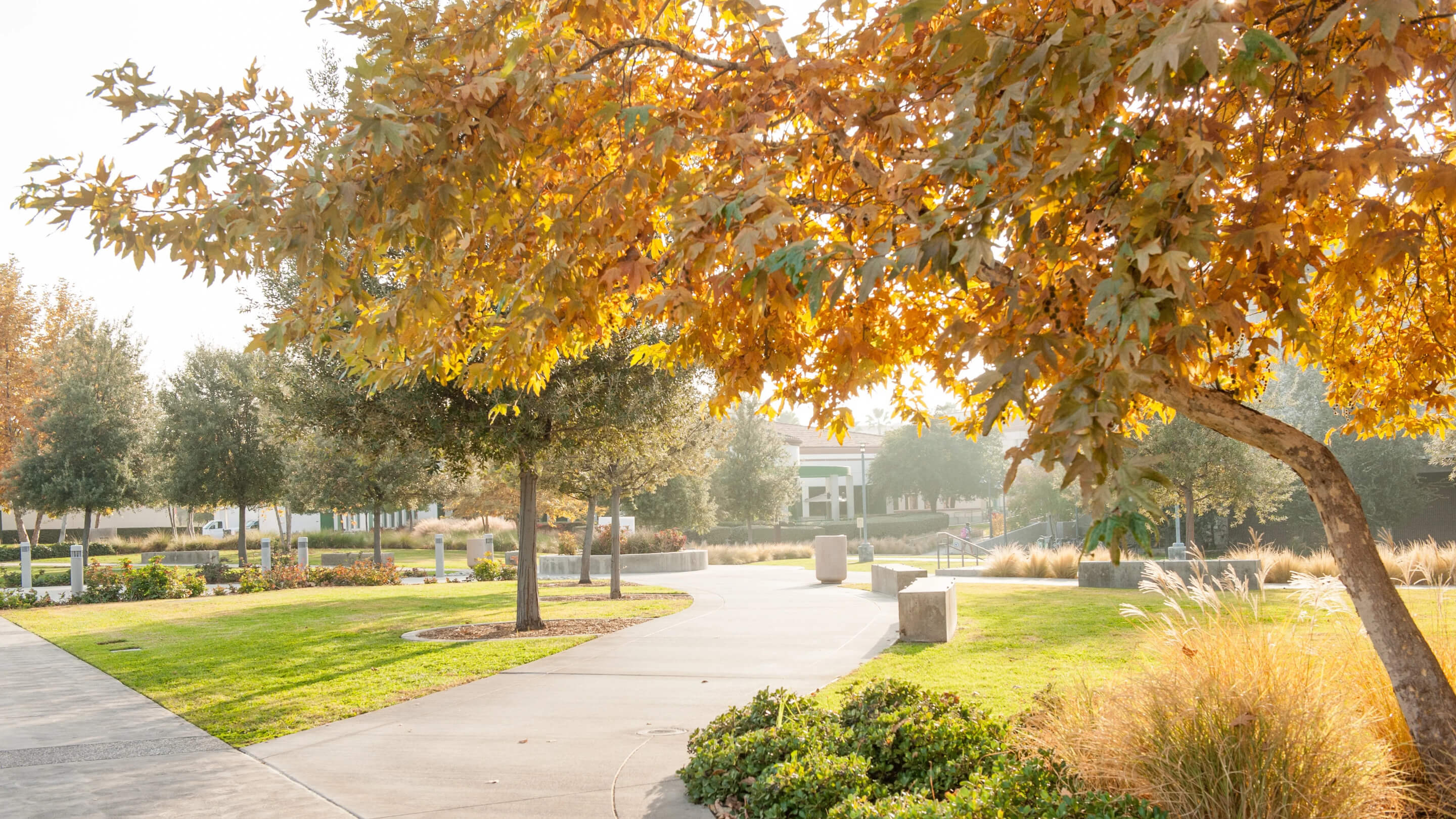 a walkway with trees and grass