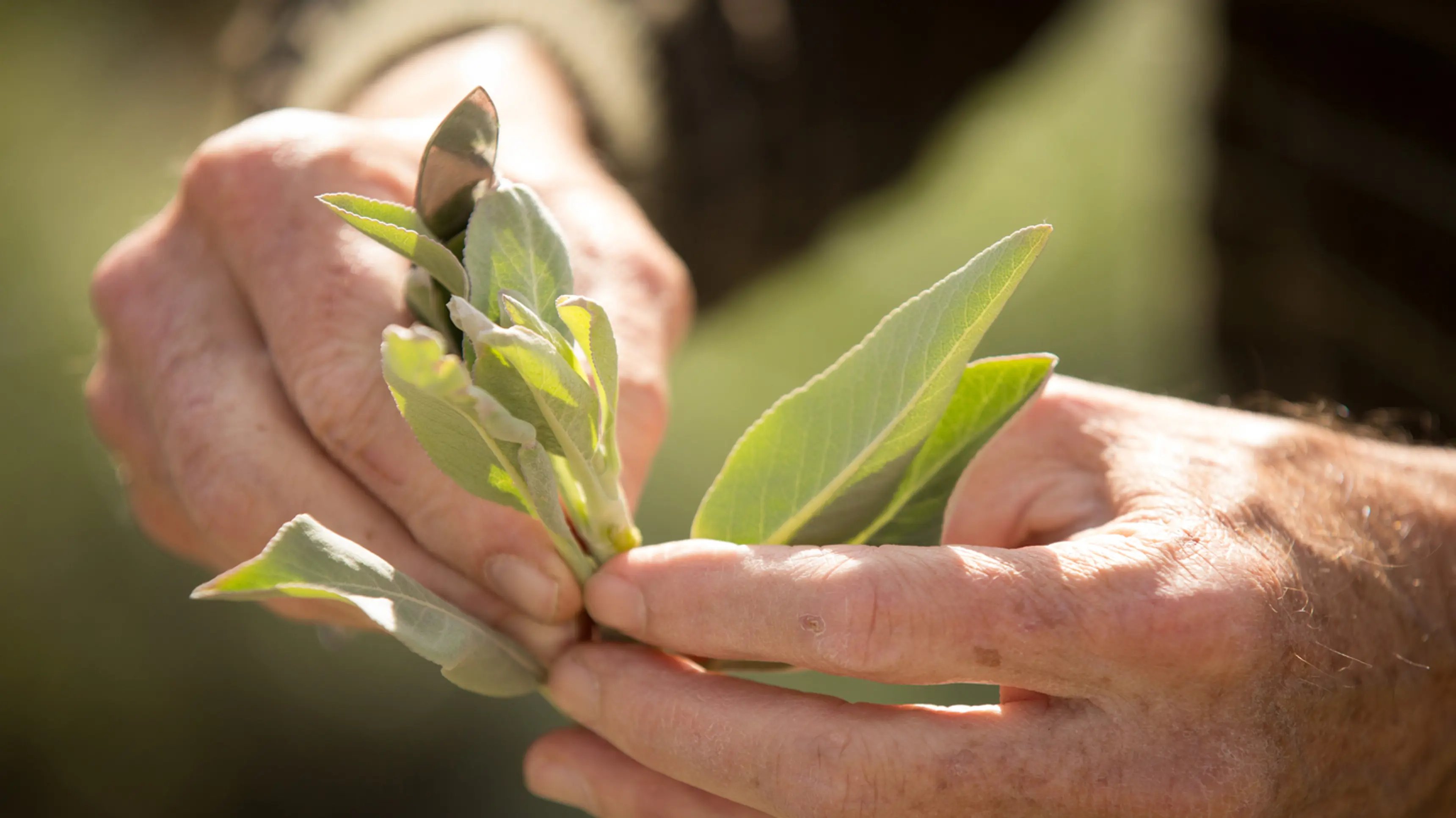 a person holding a leaf